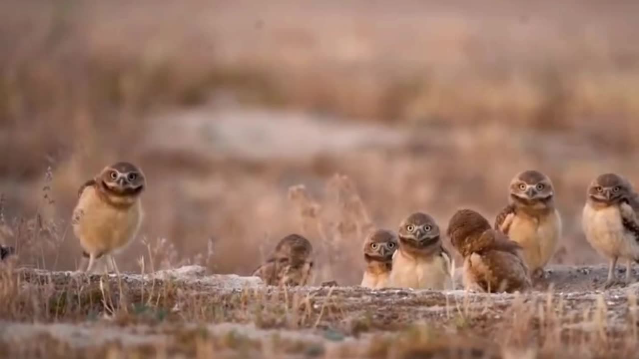 Photographer friendly owls