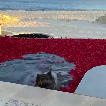 🤣🤣🤣 This cute little dog forgot that there was a pool 🤣🤣🤣