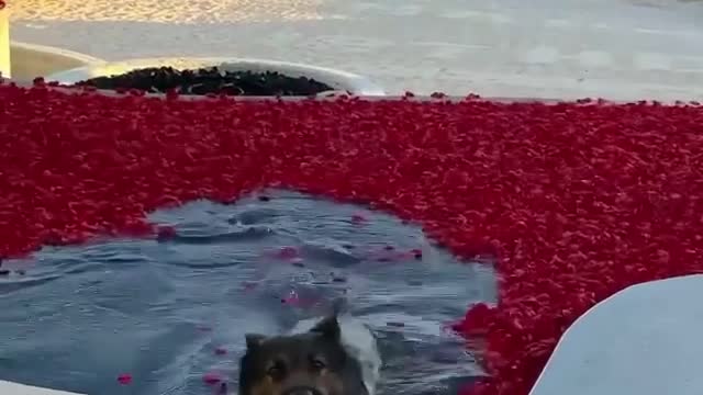 🤣🤣🤣 This cute little dog forgot that there was a pool 🤣🤣🤣