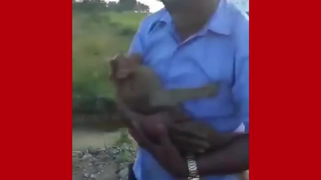 Man giving emergency PCR to monkey