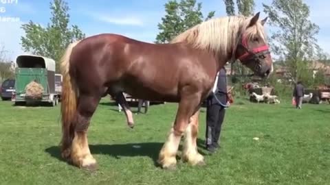 Naughty Horse in a Horse Show Funny Horse