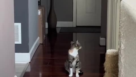 NEW Cats Videos 2024 😅 Funny Cat Videos − Funny Cats Part 9