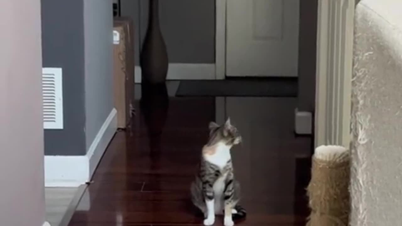 NEW Cats Videos 2024 😅 Funny Cat Videos − Funny Cats Part 9