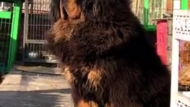 THE BIGGEST DOGS IN The WORLD