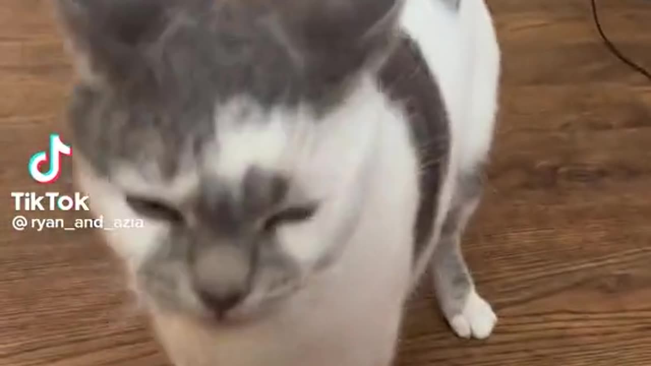 Going to BITE my Hooman Kitty