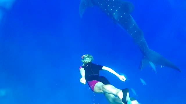 St Helena Snorkeling Snorkel Diwing Underwater