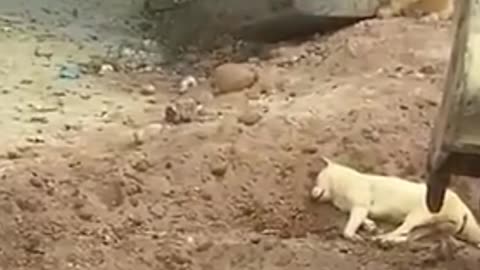 funny vines dogs and cats,✌💘💕#funnyvideo #funnymemes #dogs #cats #cute #foryouシ #foryoupageシ
