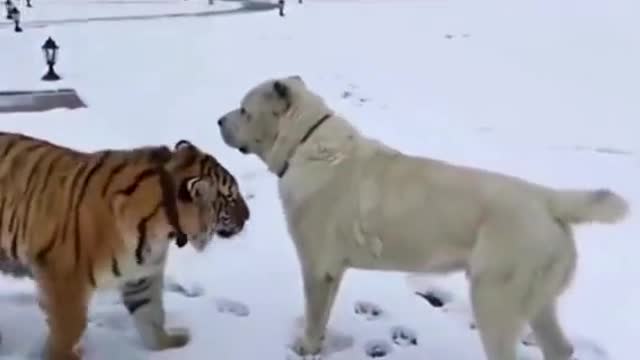 Beautiful Tiger and dog