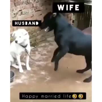 Dog wife and dog husban