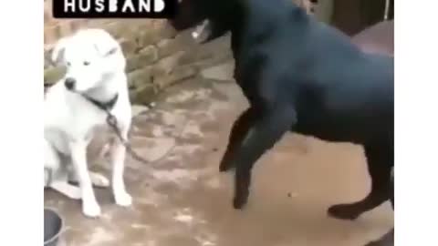 Dog wife and dog husban