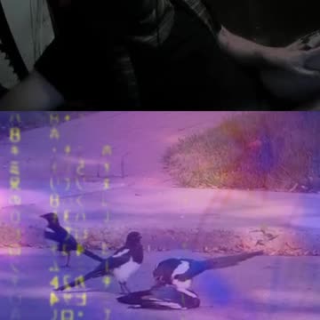 Animal Respect - Consciousness Continuum