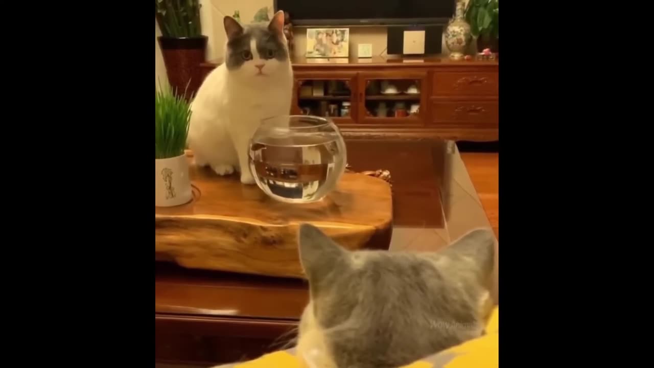 Funny cats scared of cucumbers cat vs cucumber compilation Gatos VS pepinos