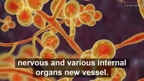 New: Covid Vaccine Components under Electronic Microscope