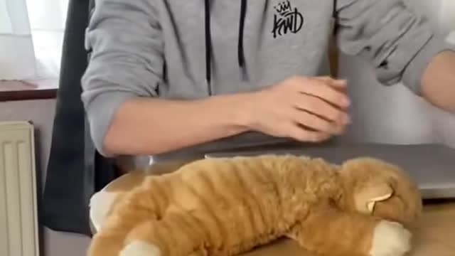 How to teach naughty cats a lesson