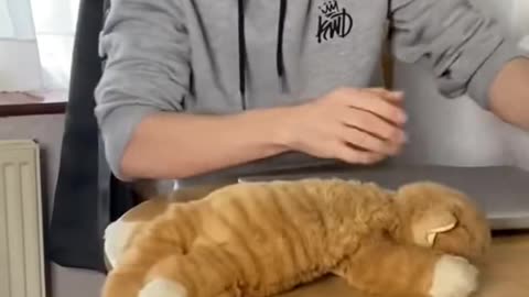 How to teach naughty cats a lesson