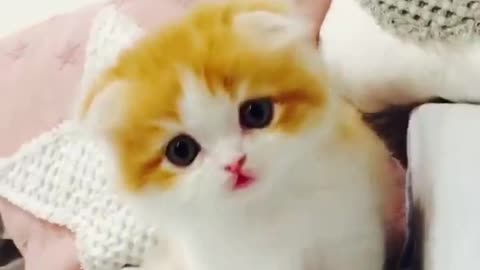 OMG So Cute ♥ Best Funny Cat Videos