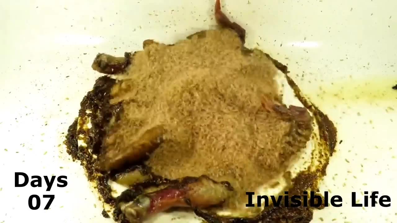 How the whole chicken eaten by Flys || 10 Days