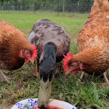 Duck and chickens eating watermelon