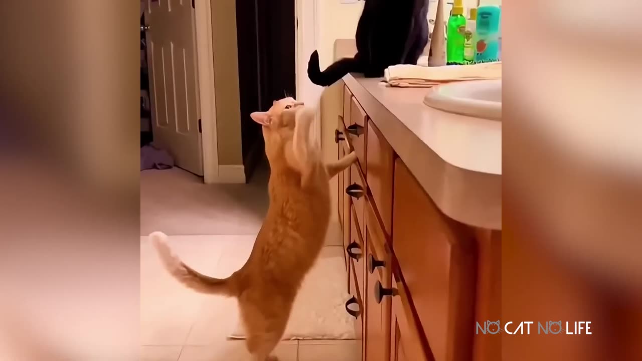 Funny Cats Compilation (Most Popular) Part 3