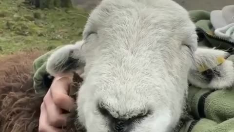 🐑 Eyes closed, ears down, munching away = one very relaxed lambie