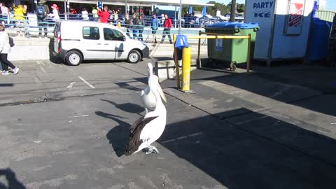 Pelicans begging at the Vancouver Seafood Market