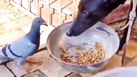 Funny animal video