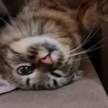 cute cat too lazy to get out of bed