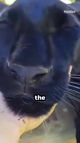 MAN FOUND AN UNIDENTIFIED CUB IN THE FOREST AND RAISED IT