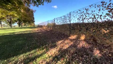 A Walk in Fall