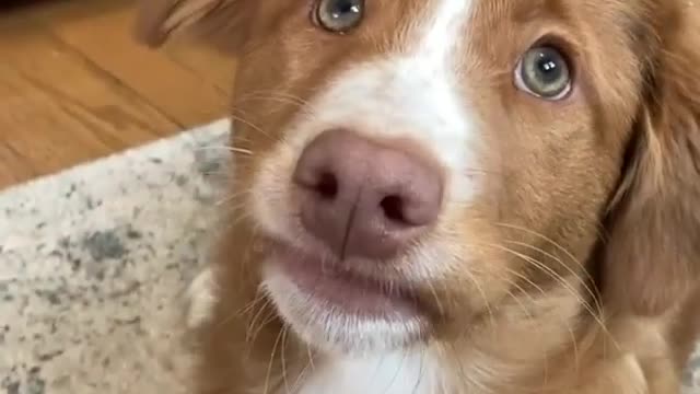 Cute little puppy videos #puppy videos