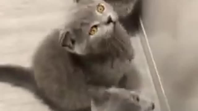 😂😂😂😂😂😂😂