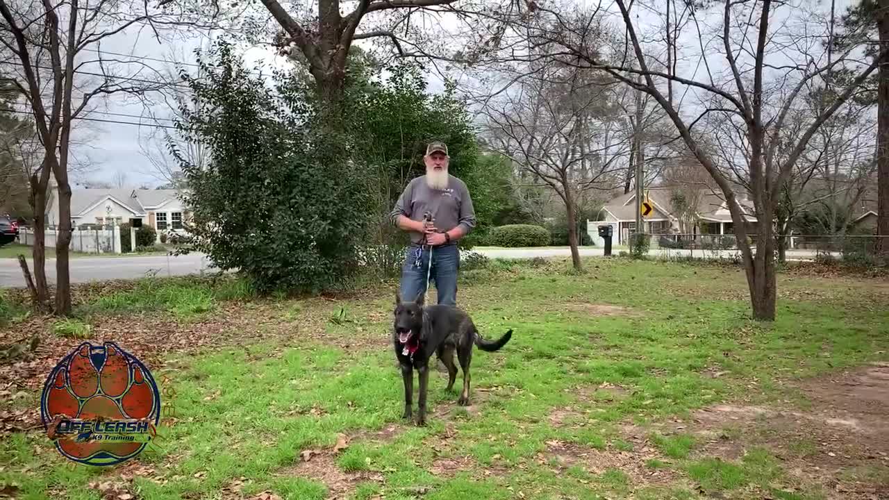 Max 7 Month Old German Shepherd Dog Training Columbus, GA