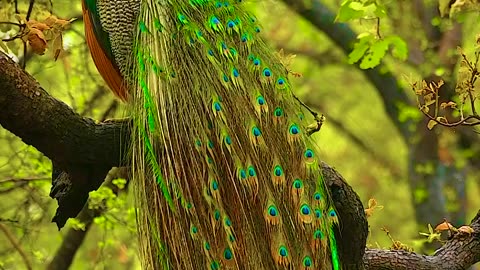 Wildlife and Funs