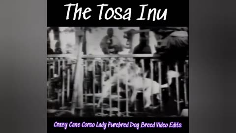 The Tosa Inu