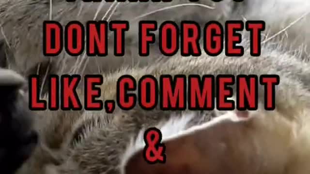 Cute Cats And Kittens Funny