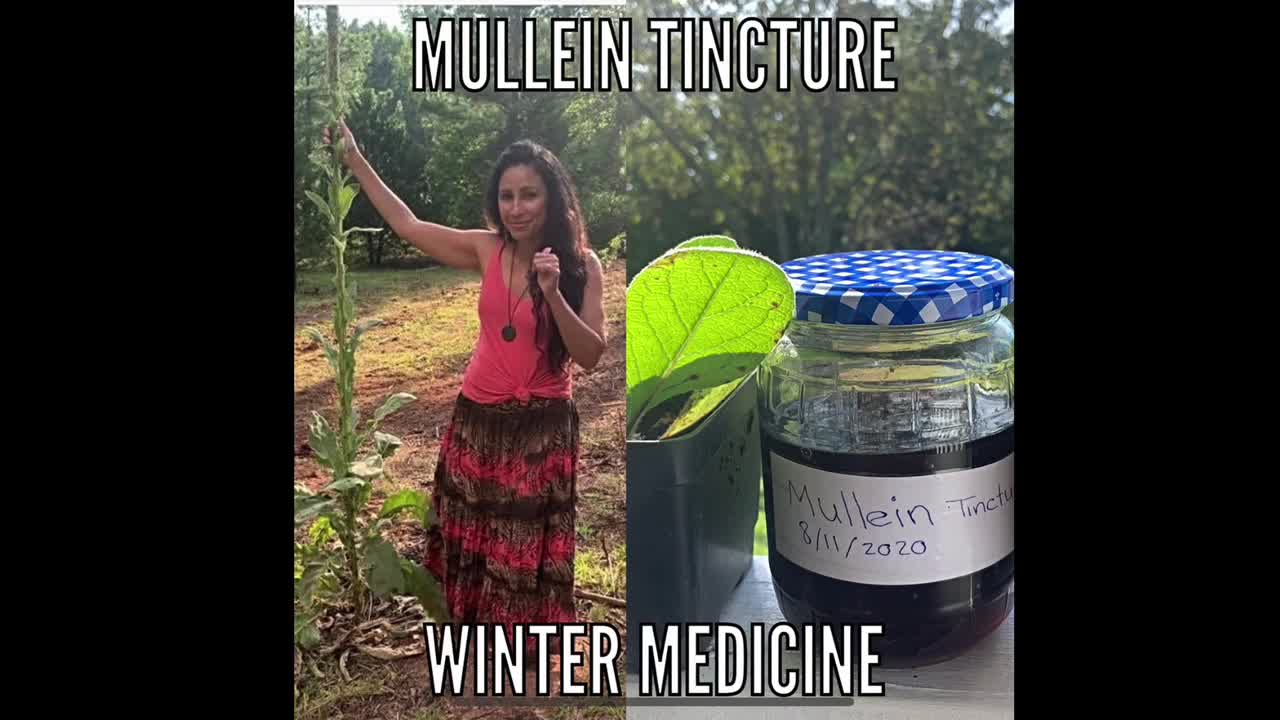 Making Mullein Tincture