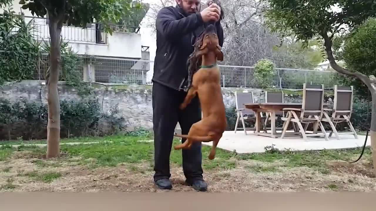 Estos Perros Están Prohibidos en Todo el Mundo