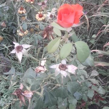 New generation of roses