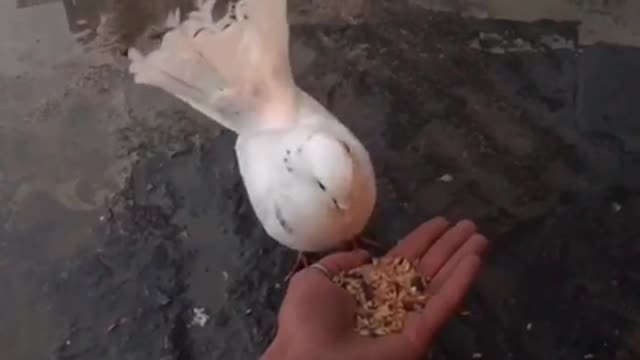 Pigeon eats hysterically “Happy birthday”