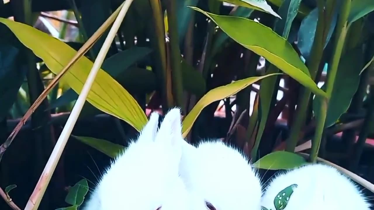 Funny rabbit video