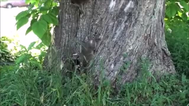 Cheeky Cheeky Raccoons