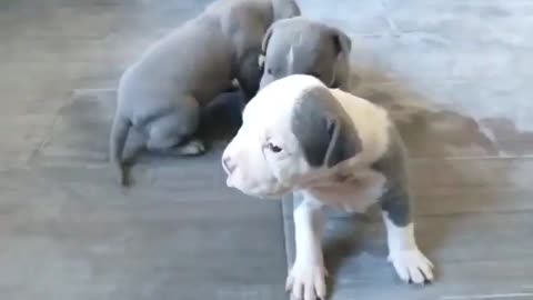 Cachorro pitbull 15 días de vida