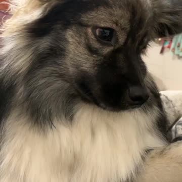 Hilarious reaction from puppy as his owner tries to imitate him