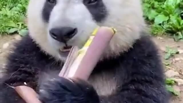 Panda Eating Bamboo