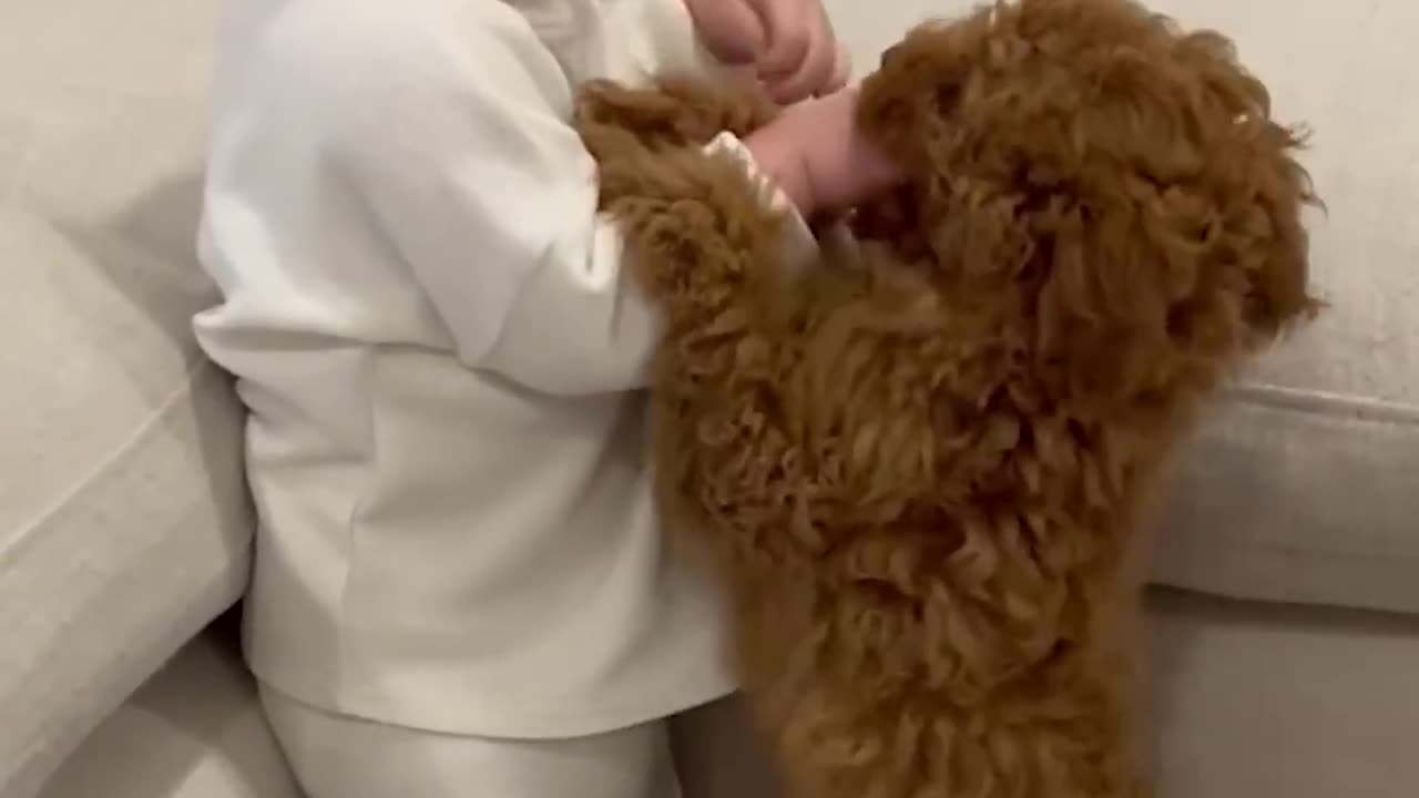 Adorable Puppy and Baby Meet for the Very First Time