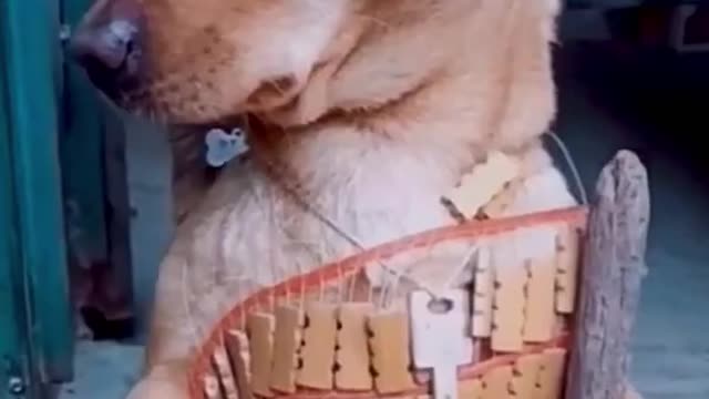 FUNNY ANIMALS VIDEOS TRY NOT TO LAUGH | FUNNY CATS | FUNNY DOG...