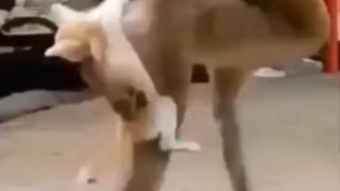 Fanny Animals cat videos