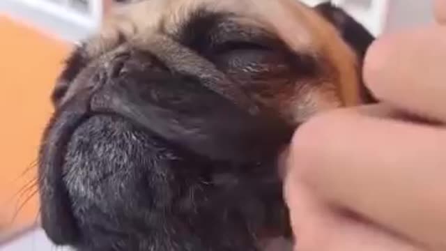 Ultimate Baby Dogs - Cute and Funny Dog Videos