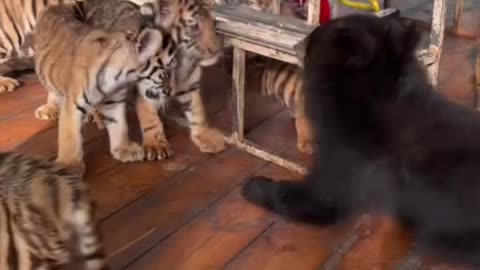 Cuddly Chaos: Bear Cub And Tiger Cubs Playtime!