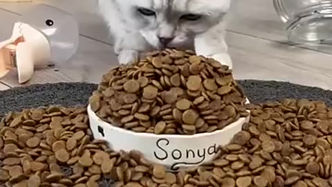 Cat reaction on food
